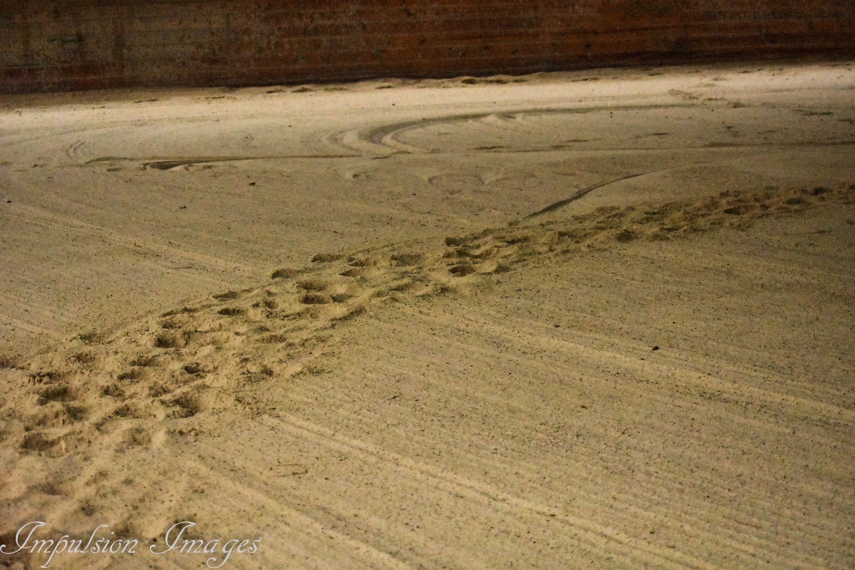 hoof imprints in arena sand showing circle with a narrow track