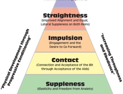 Neurology of Training: The Base of the Training Pyramid